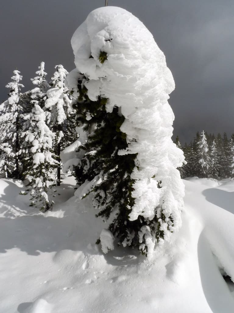 Snow and ice laden tree at Norris