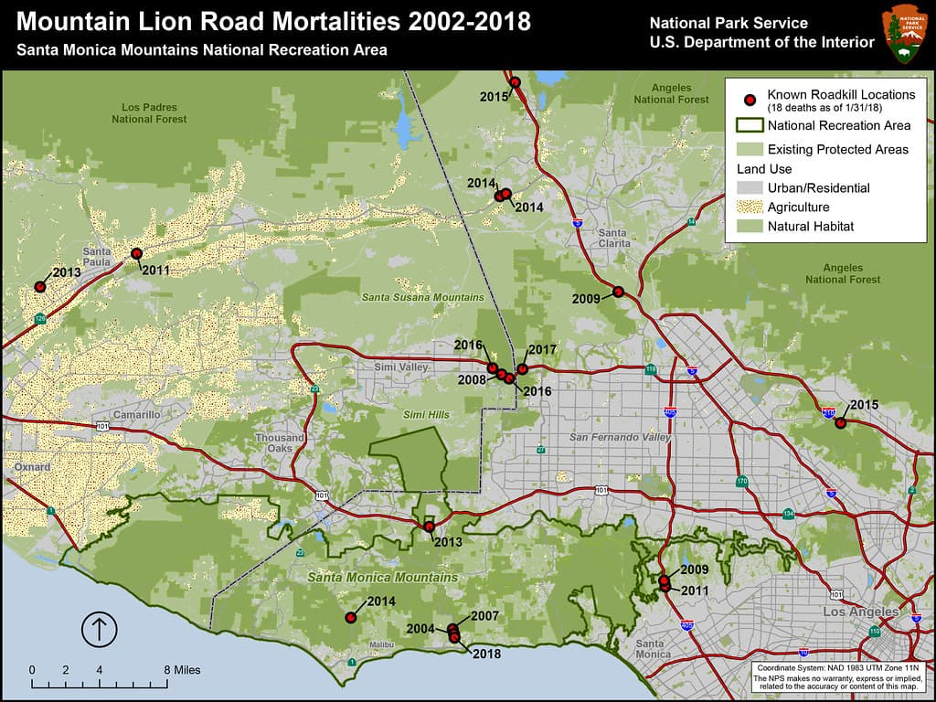 Mountain Lion Road Mortalities