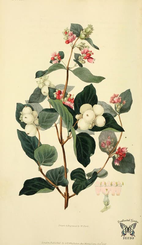 Thcentury, attribution, botanical