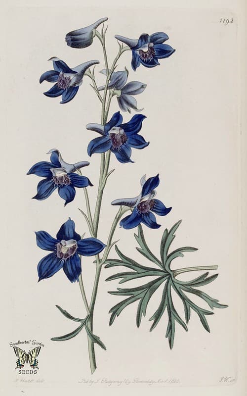 Thcentury, attribution, botanical