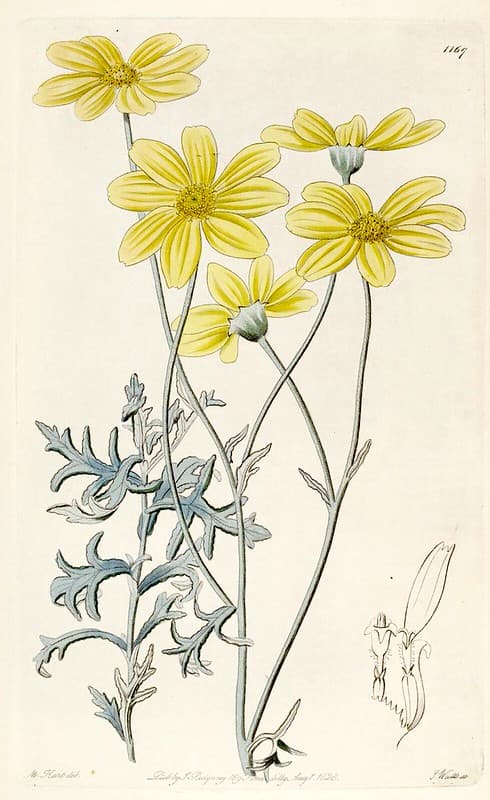 Thcentury, attribution, botanical