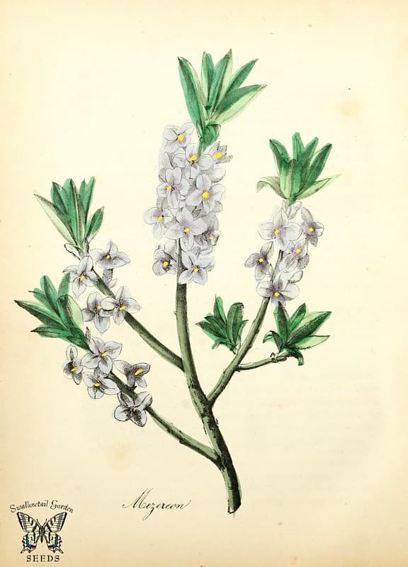 Thcentury, attribution, botanical