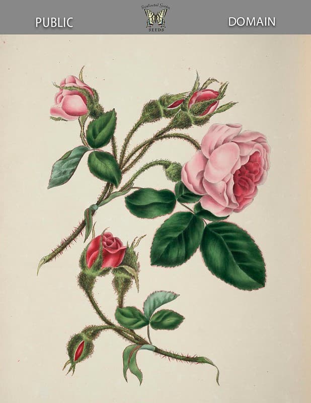Moss rose (1839)