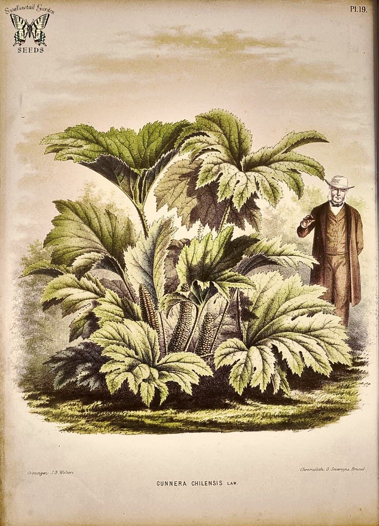 Botanical, botany, flower