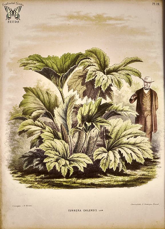 Botanical, botany, flower
