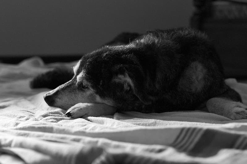 2014/365/299 What Dogs Dream About