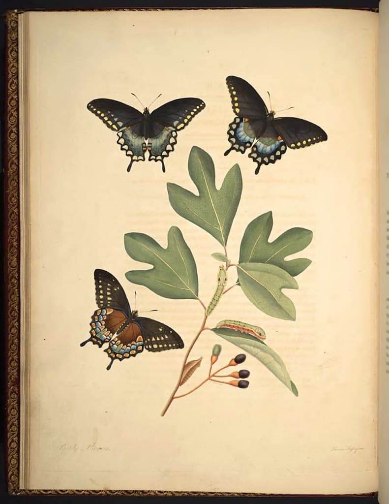 Aristolachia, botanical, botany
