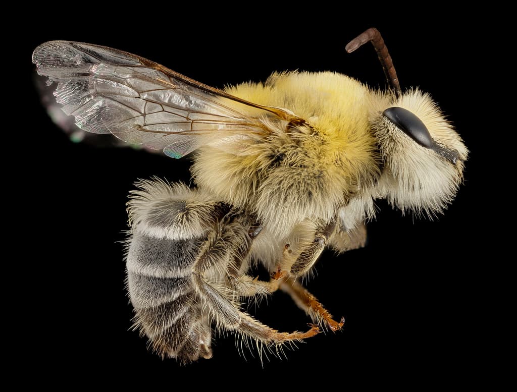 Bee cute furry face, m, argentina, side 2014-08-07-18.46.27 ZS PMax