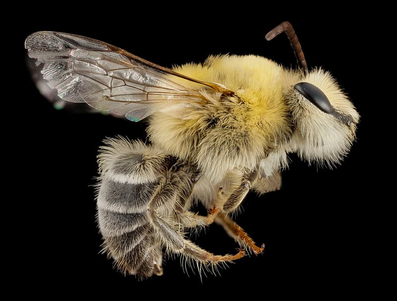 Bee cute furry face, m, argentina, side 2014-08-07-18.46.27 ZS PMax