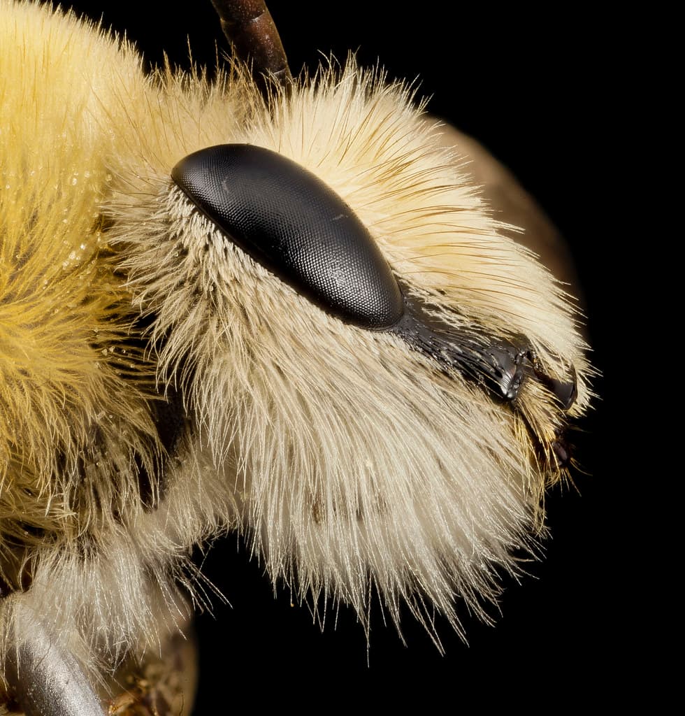 Bee cute furry face, m, argentina, face2 2014-08-07-18.37.08 ZS PMax