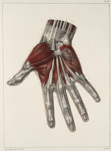 04 - Muscles and tendons of the hand