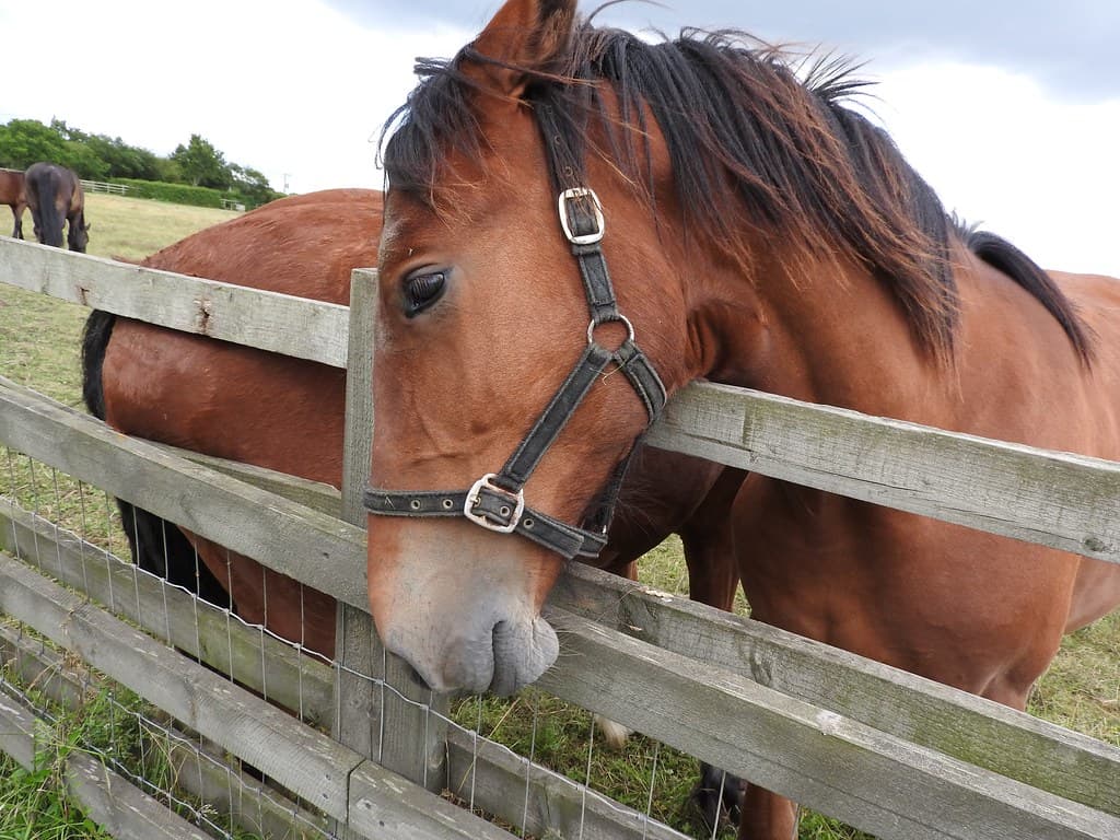 Horses