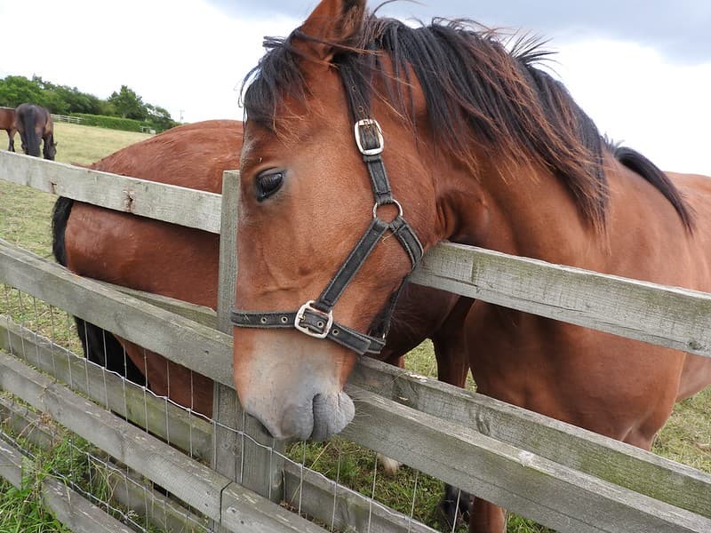 Horses