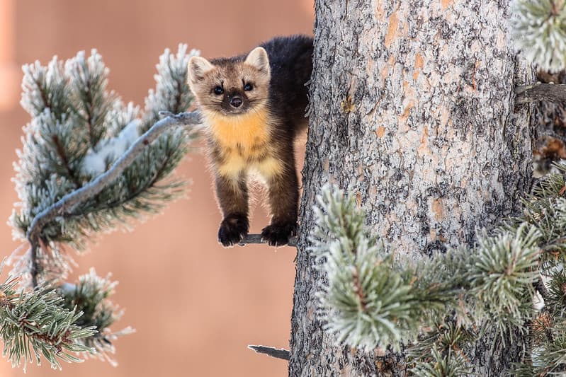 Marten in a tree
