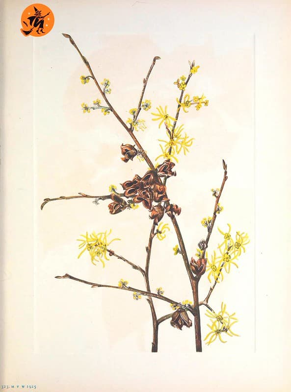 Botanical, botany, botanyillustration