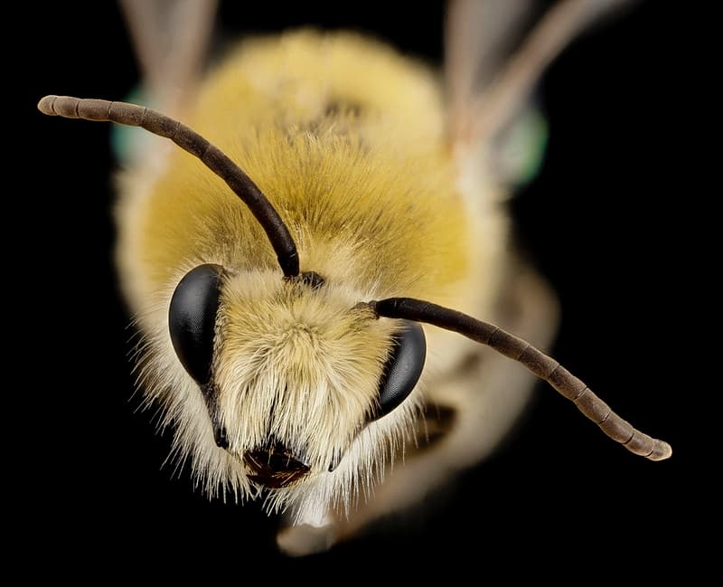 Bee cute furry face, m, argentina, angle 2014-08-07-18.11.05 ZS PMax
