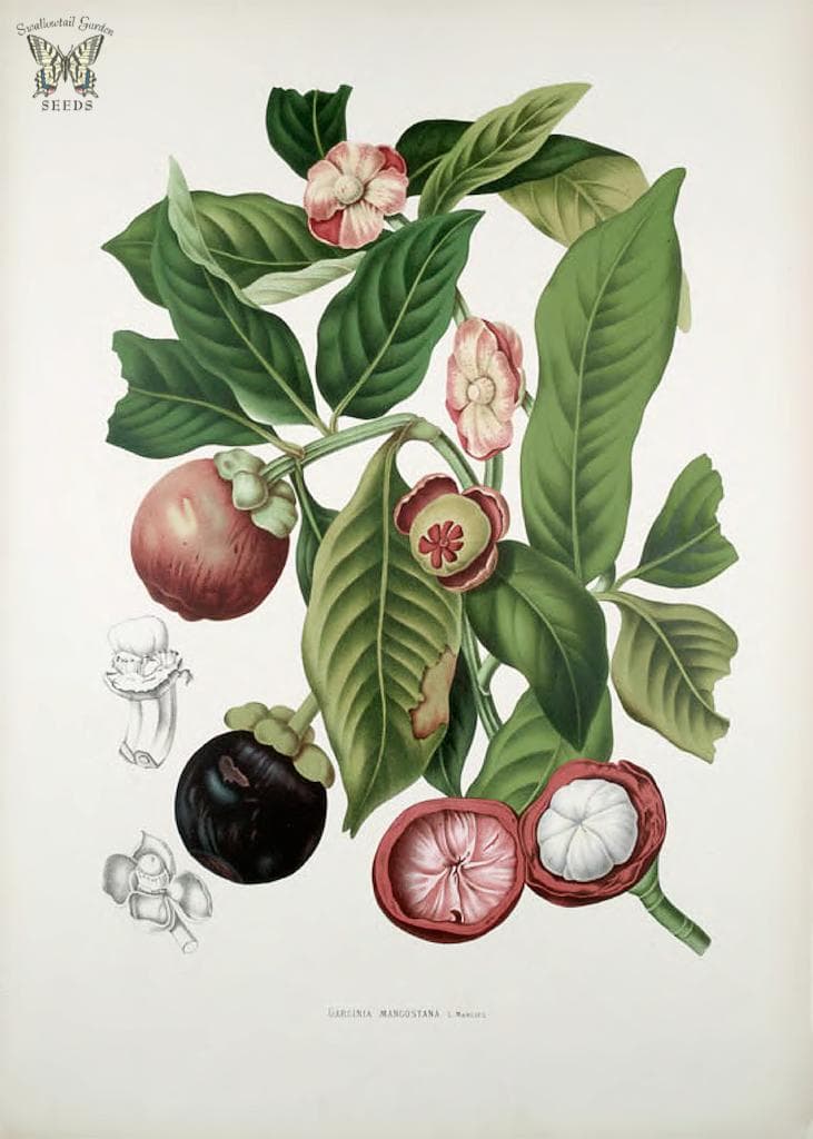 Thcentury, botanical, botany