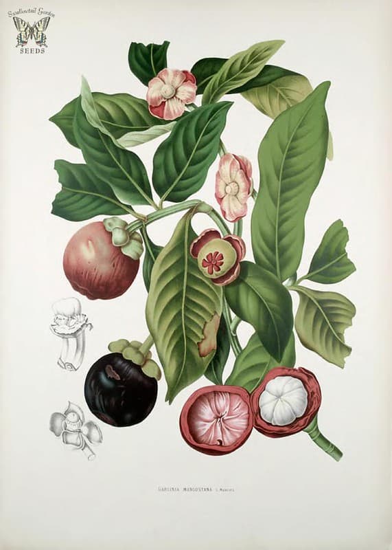 Thcentury, botanical, botany