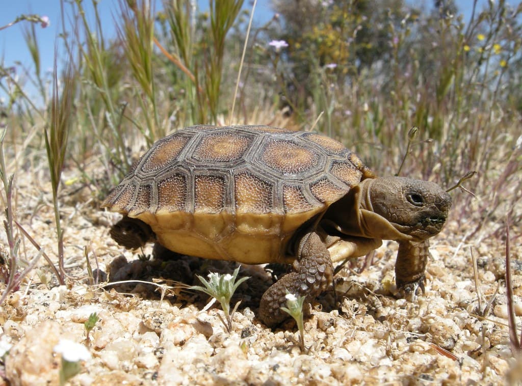 Baby Desert Tortoise Walking