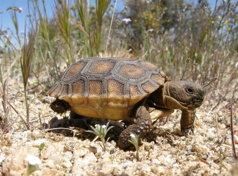 Baby Desert Tortoise Walking