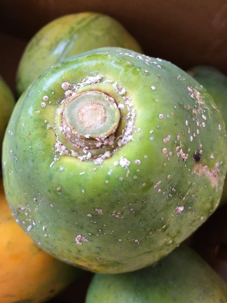 Scale insects on papaya fruit