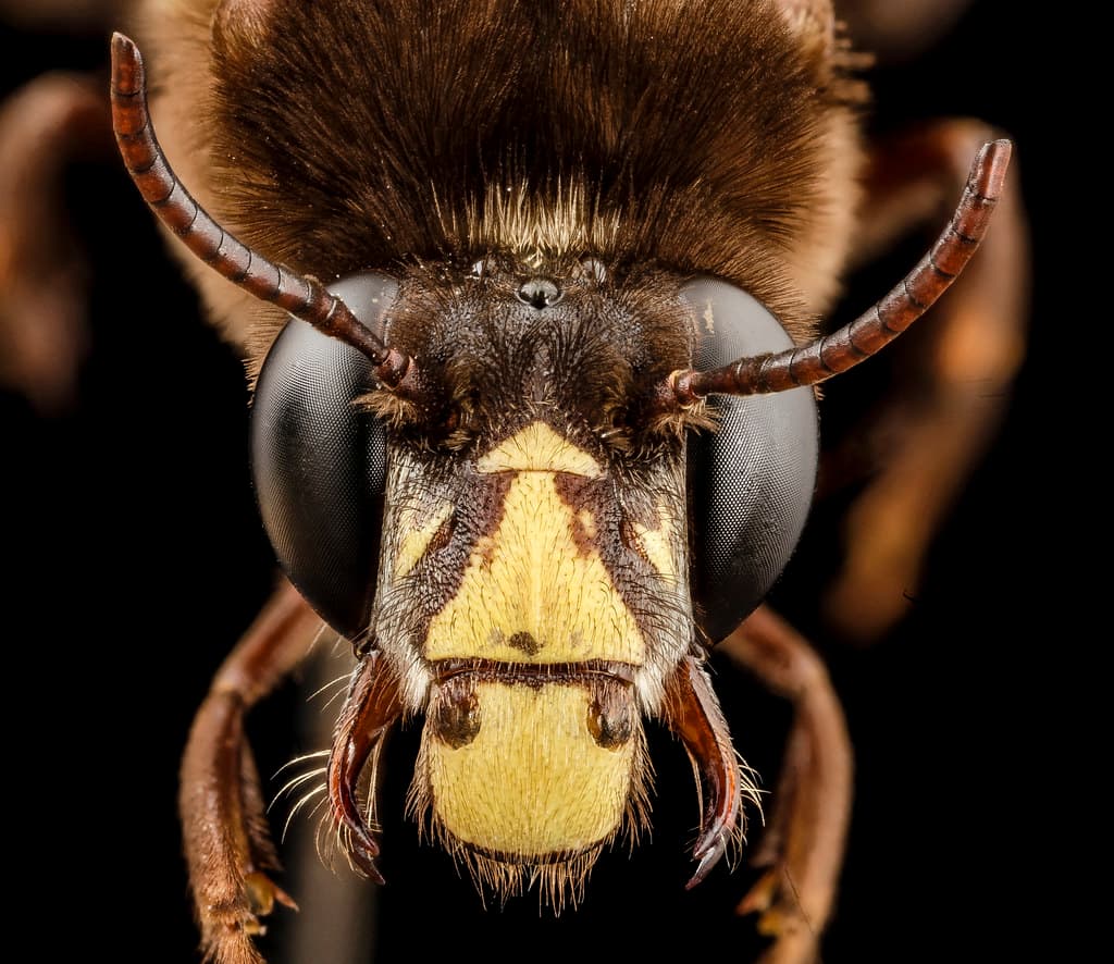 Bee big 3 color, m, india, face 2014-08-10-06.57.35 ZS PMax