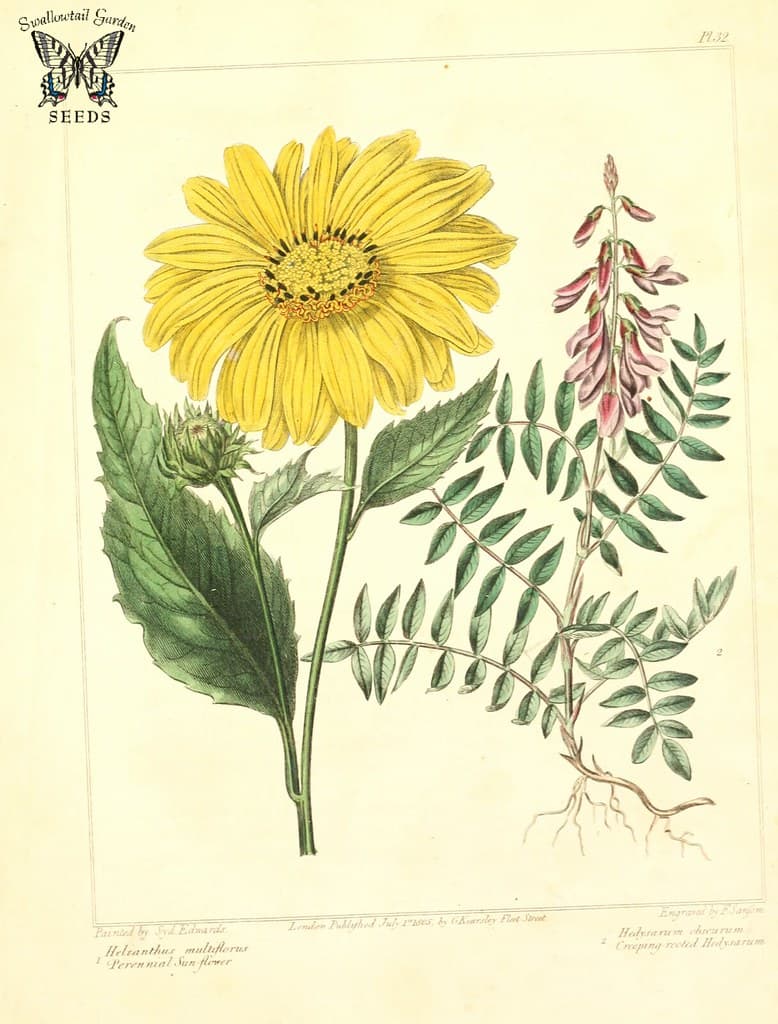 Thcentury, botanical, botany