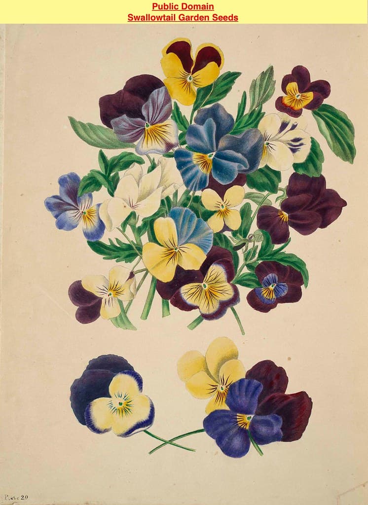 Thcentury, botanical, botany