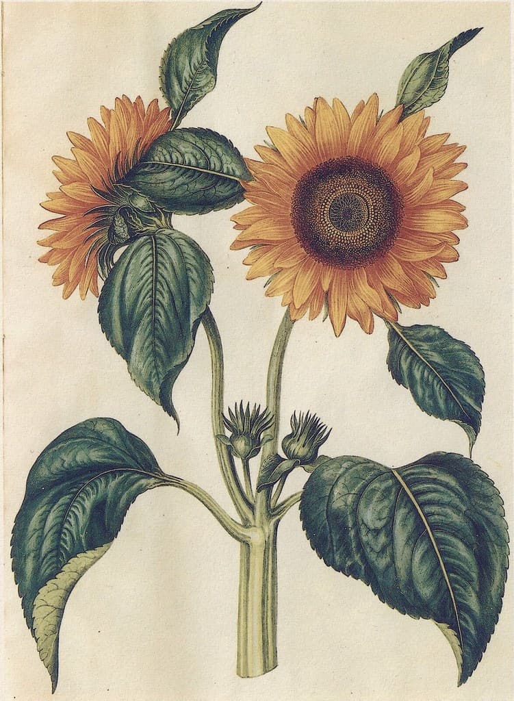 Thcentury, botanical, botany