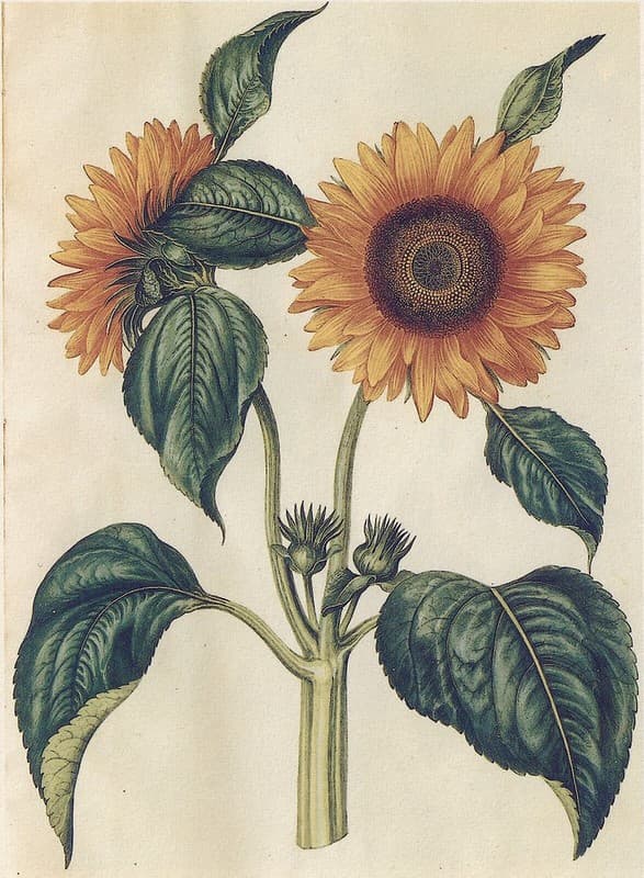 Thcentury, botanical, botany