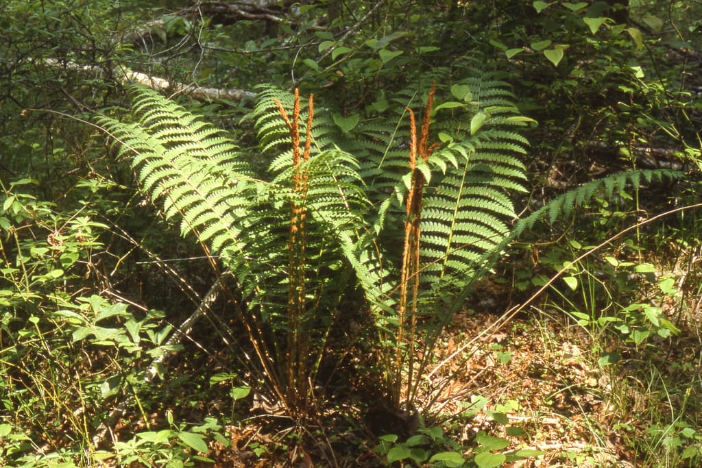 Cinnamon fern