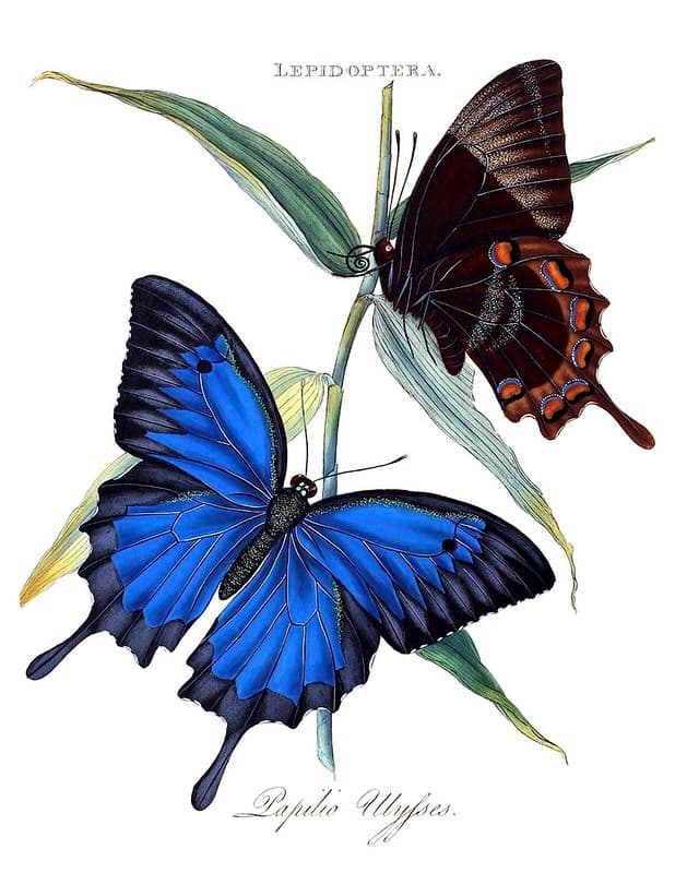 Australia, bluebutterfly, botanical