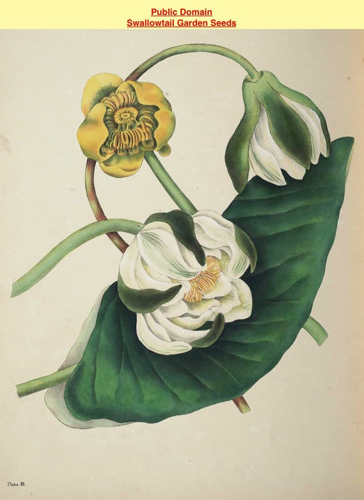 Thcentury, botanical, botany
