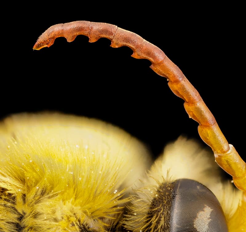 Anntennae, antenna, bee