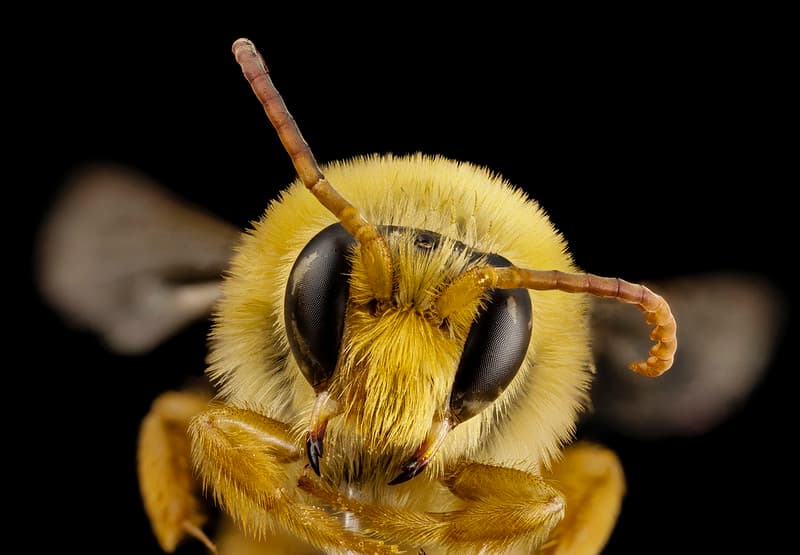 Anntennae, antenna, bee