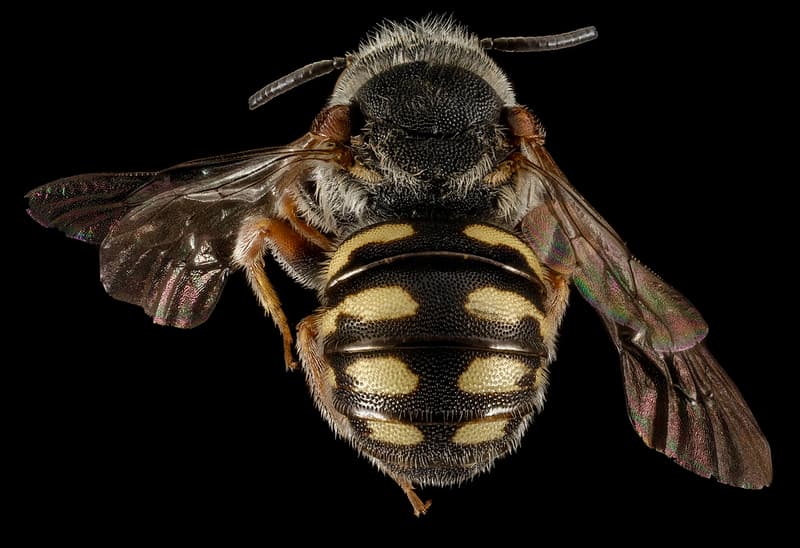 Bee, bees, cleptoparasite