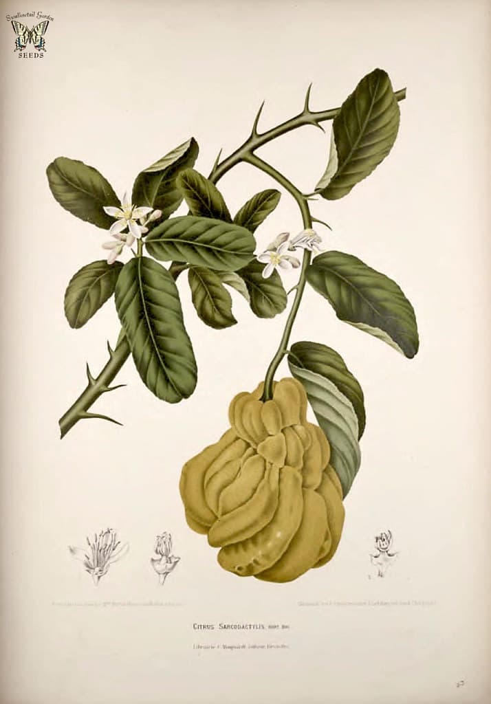 Thcentury, berthe, berthehoolavannooten