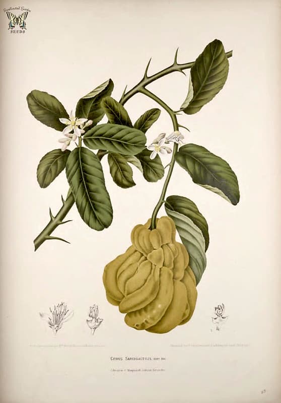 Thcentury, berthe, berthehoolavannooten
