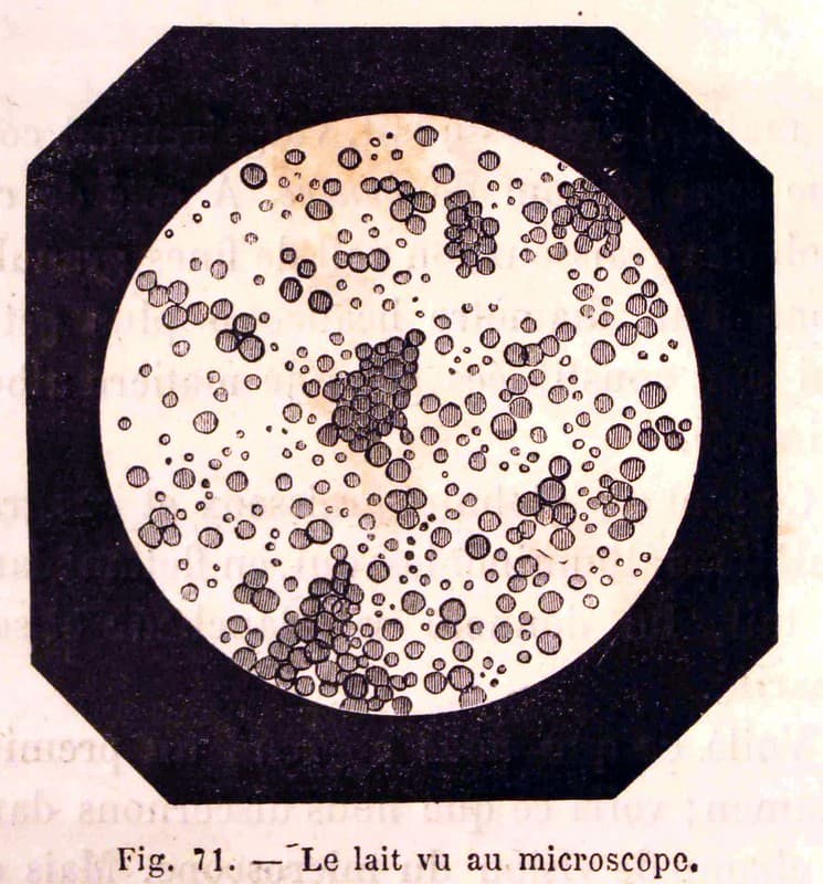 'Le lait vu au microscope'.