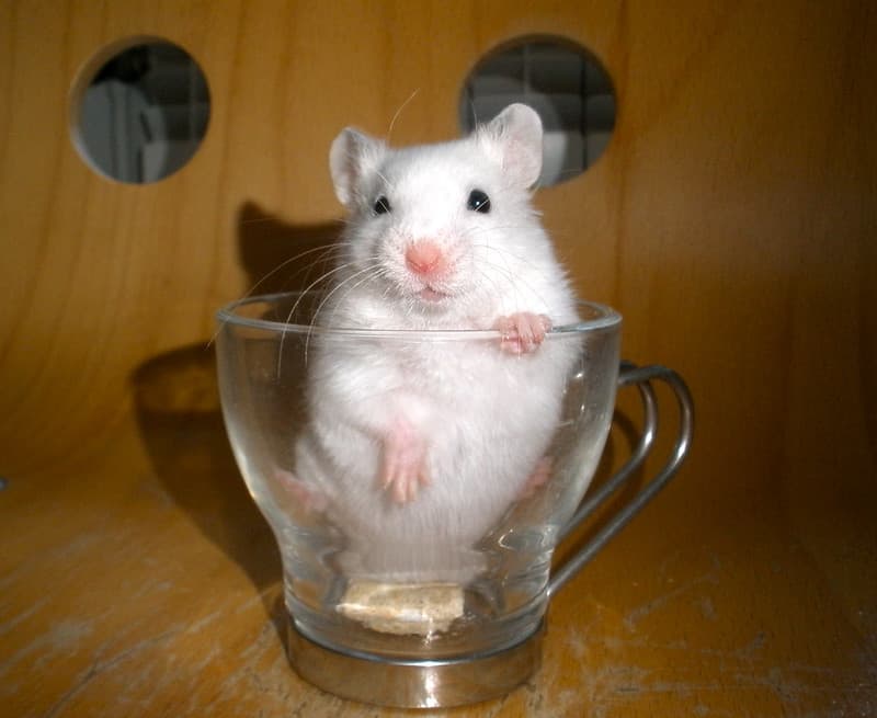 Add a hammy to your coffee