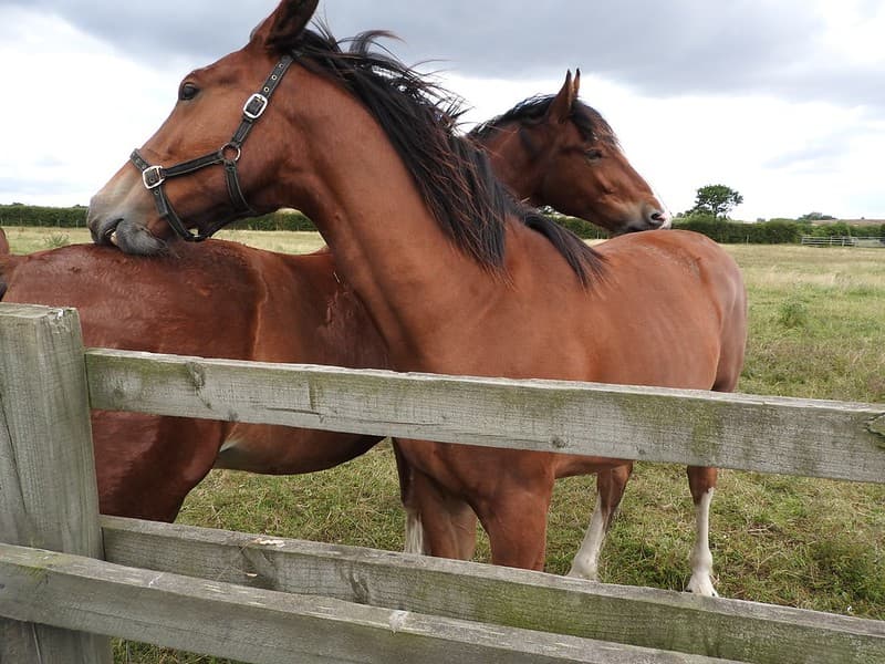 Horses