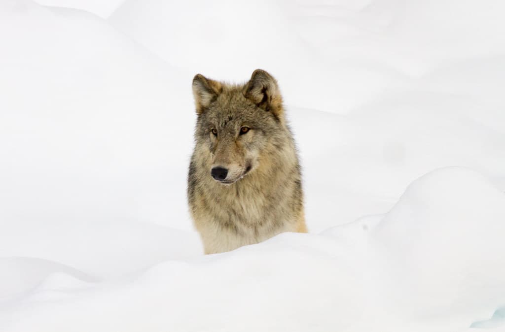 Mammals, winter, wolf