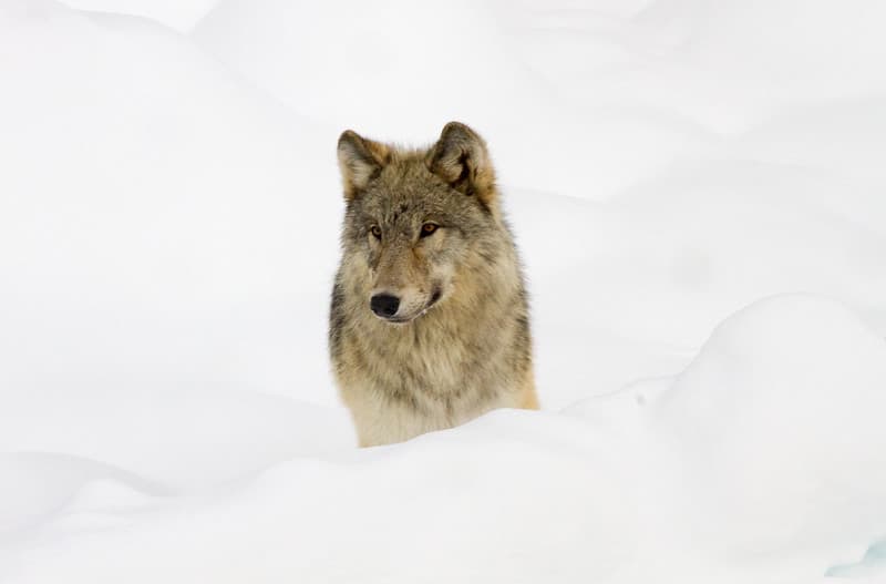 Mammals, winter, wolf