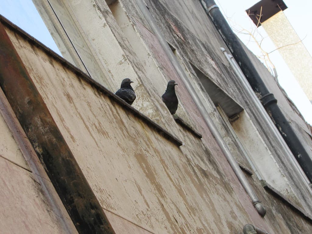 City birds