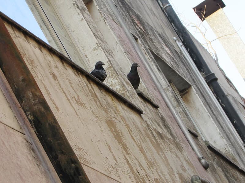 City birds