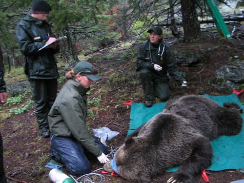 Bear, grizzly, grizzlybear