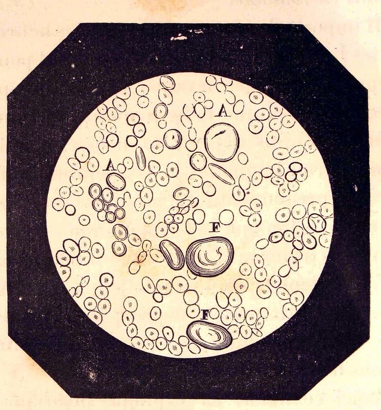 'Levûre de bière, vue au microscope'.