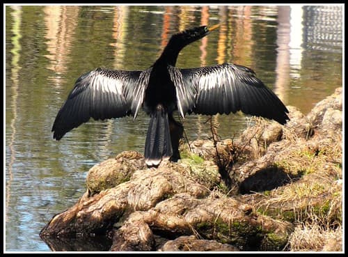American Ahinga, Florida Snake Bird