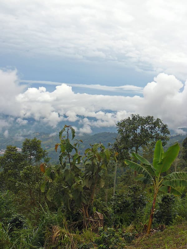 Reserve coffee farm in Colombia