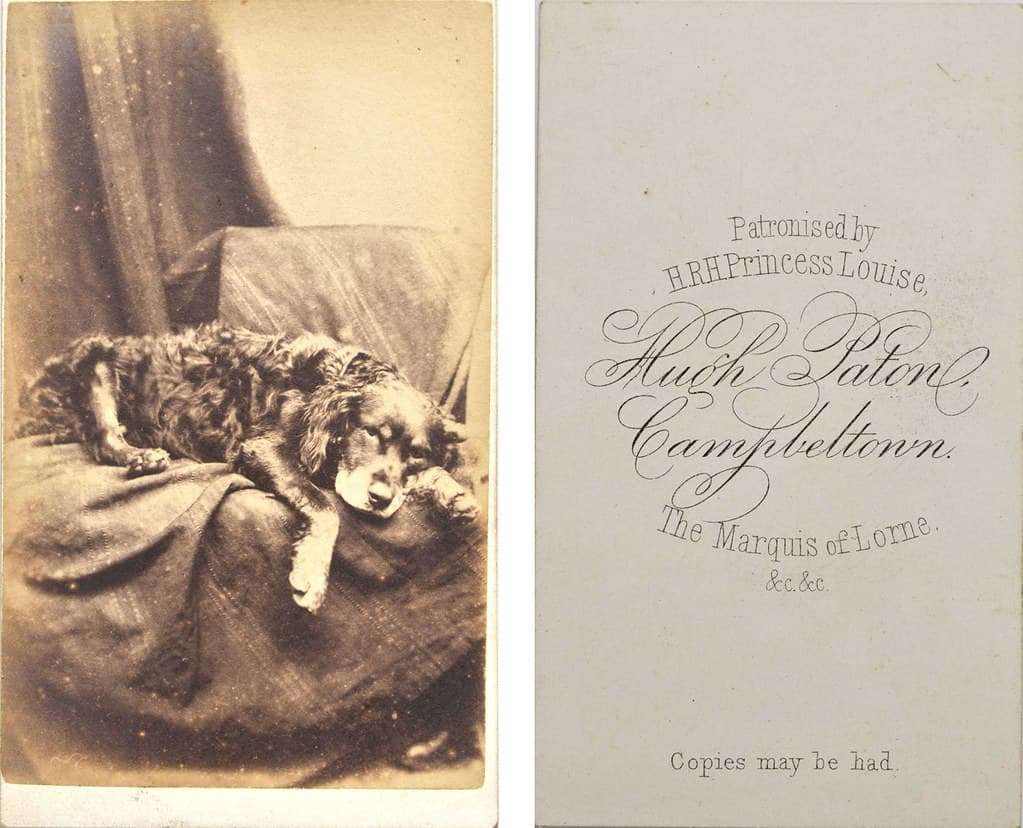 Animal, antiquedogsonchairs, campbeltown